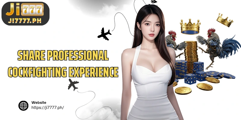 Share professional cockfighting experience